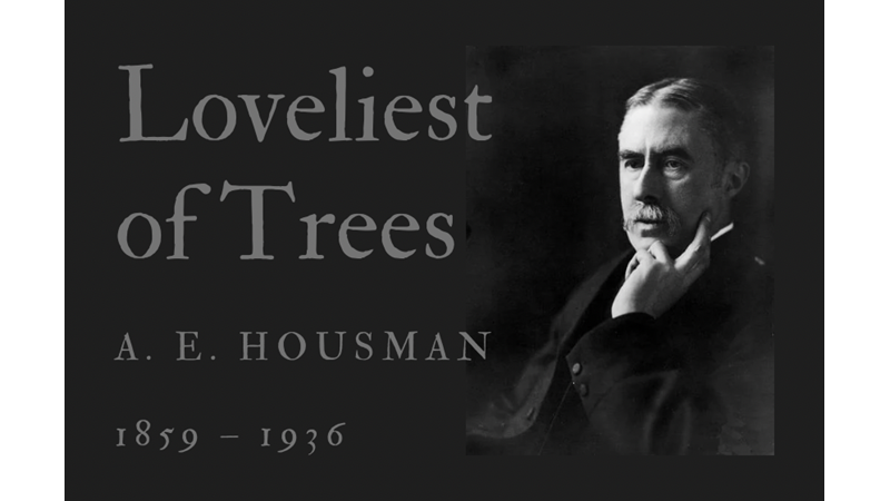 LOVELIEST OF TREES - A. E. HOUSMAN - Friendz10