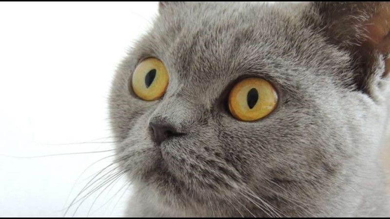 Kısa Tüylü Mahcup Bakışlı Kediler: British Shorthair