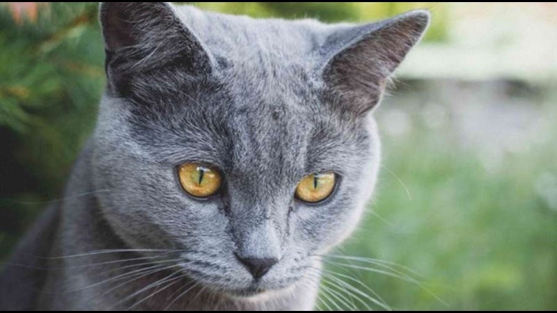 Kısa Tüylü Mahcup Bakışlı Kediler: British Shorthair