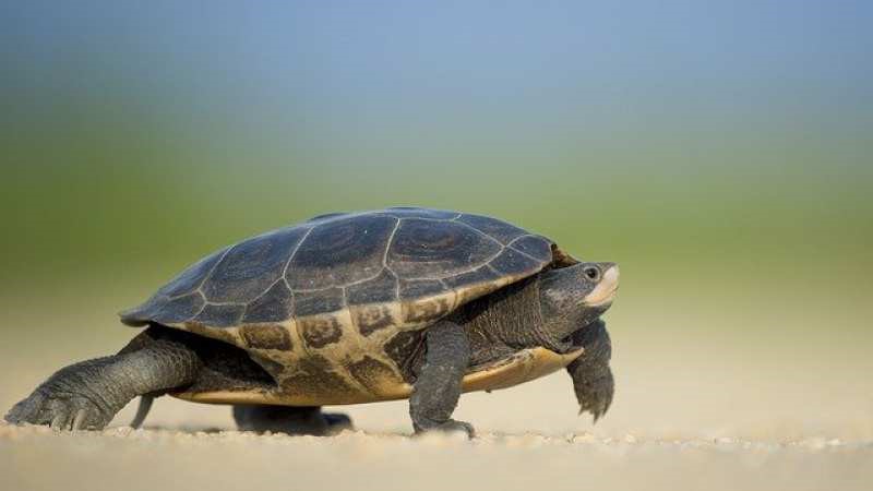 İlginç mi İlginç Kaplumbağalar