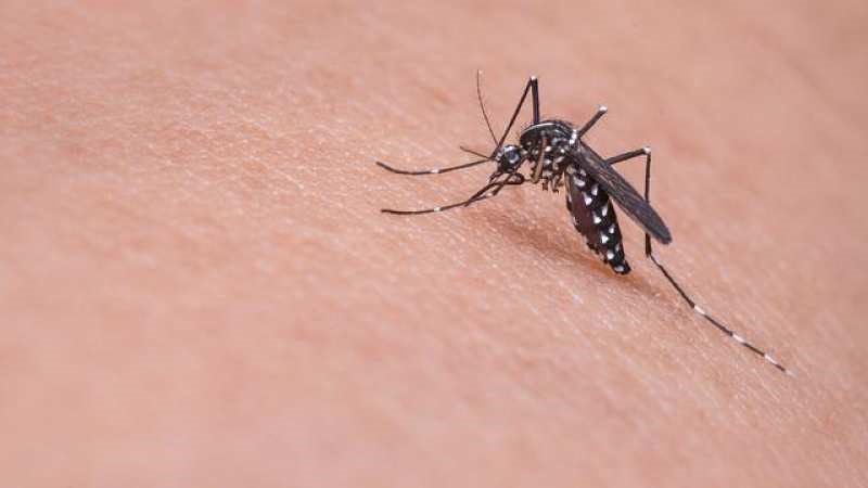 Sivrisineksiz Bir Dünya
