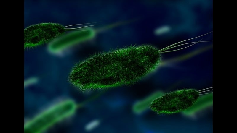 Mikroplar Akıllı Olabilir Mi?