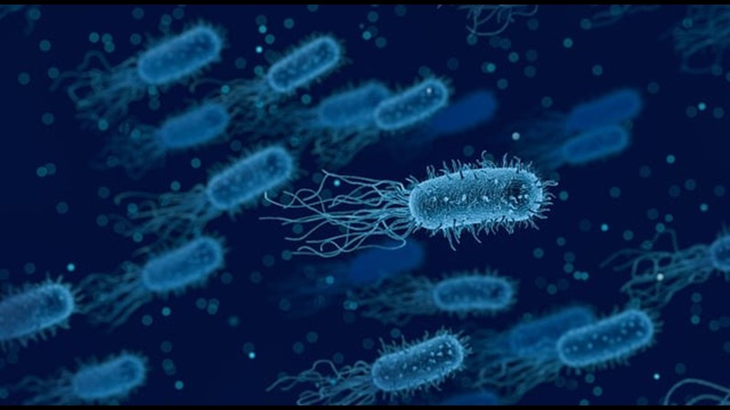 Bakteriler Bazen Zihnimizi Açıyor (II) – Friendz10