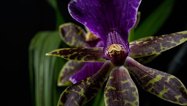 Orkidelerin Renkli Dünyası (II)