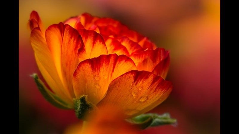 Hayat Pervazına Bir Çiçek - Friendz10