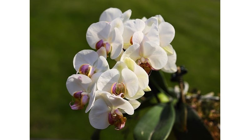 Orkideler ve İlginç Yanları