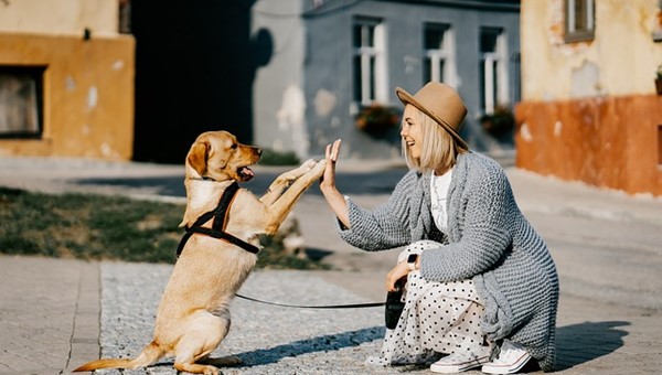 Bütün Köpekler Hav Hav Diye Mi Ses Çıkarır? – Friendz10