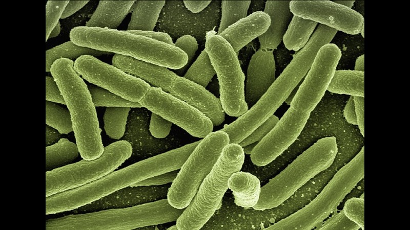 Fedakar Bakteriler