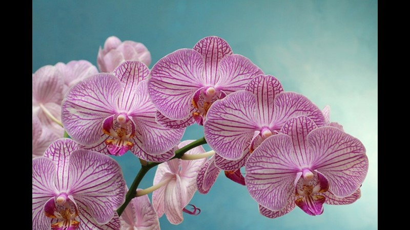 Orkidelerin Renkli Dünyası (IV) – Friendz10