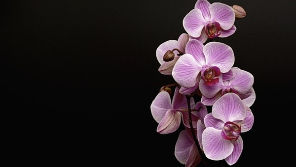 Orkidelerin Renkli Dünyası (IV) – Friendz10