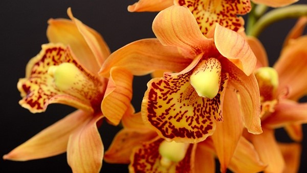Orkidelerin Renkli Dünyası – Friendz10