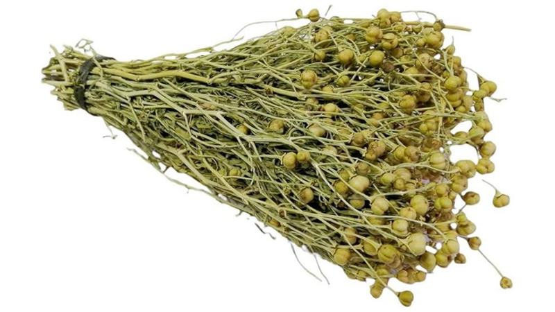 ŞİFA KAYNAĞI: ÜZERLİK OTU