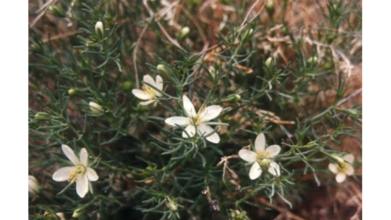 ŞİFA KAYNAĞI: ÜZERLİK OTU