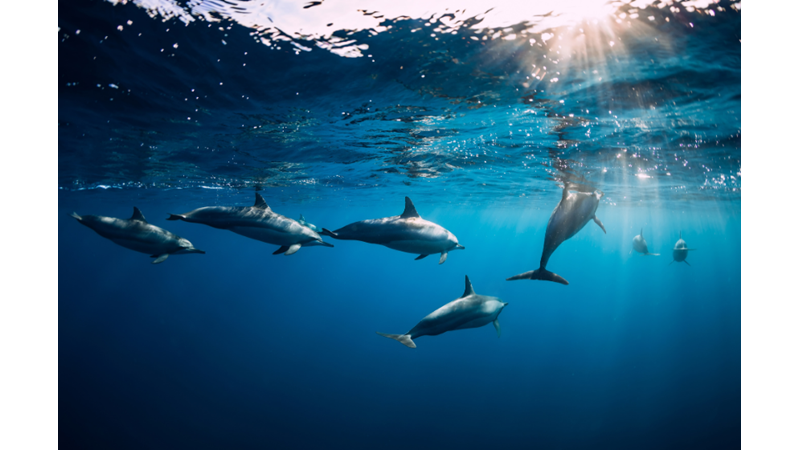 Yunuslarda Hiyerarşi