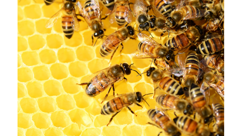 Dünya'nın Yuvarlak Olduğunu İlk Kim Keşfetti?