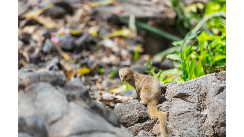 Antik Çağın Kutsal Hayvanı