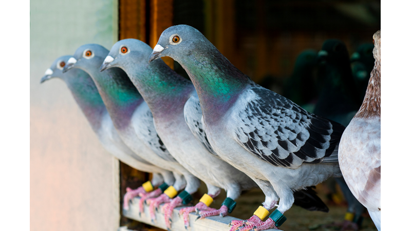 ALIŞTIRMA VE ANTRENMAN