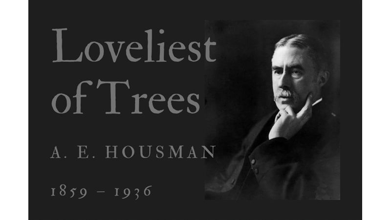 LOVELIEST OF TREES - A. E. HOUSMAN - Friendz10