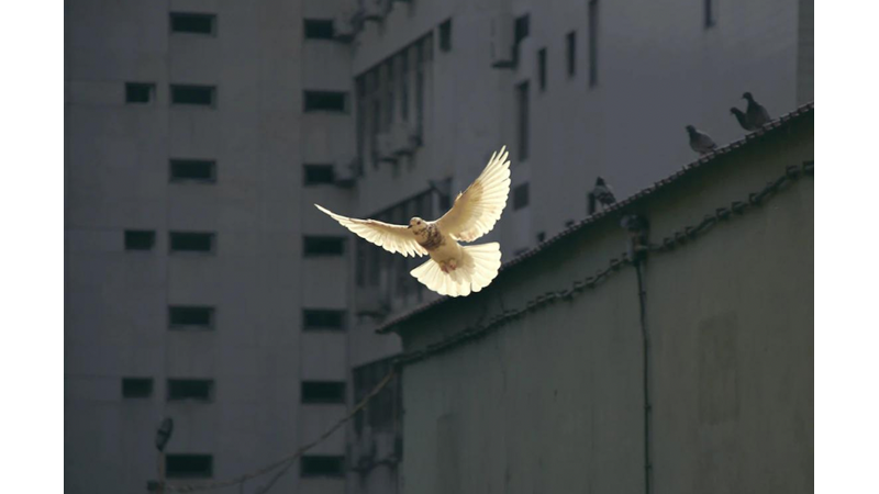 “YURTTA SULH, CİHANDA SULH”: 21 EYLÜL DÜNYA BARIŞ GÜNÜ - Friendz10