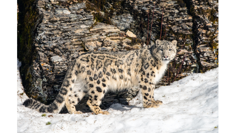Kar Leoparını Kök Hücreleri Koruyabilir