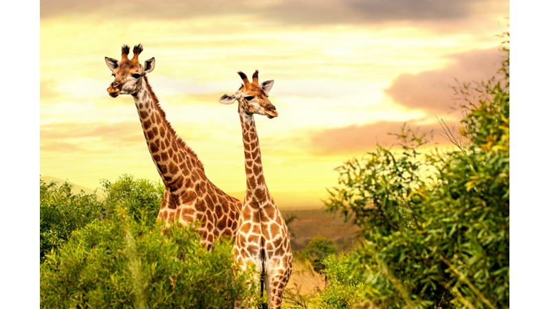 Dev Cüsseler Doğa Şartlarıyla Mı Alakalı?