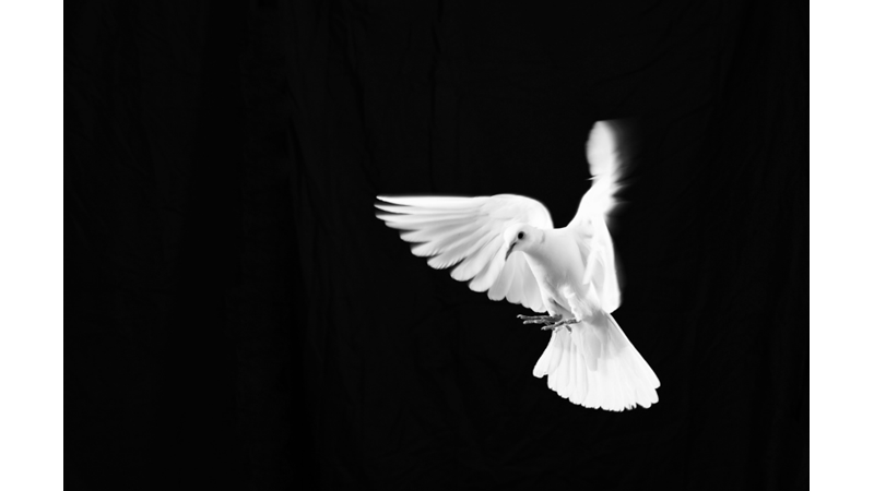 CUMHURİYET YILLARINDA POSTA GÜVERCİNİ YETİŞTİRİCİLİĞİ