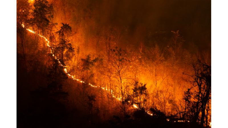 Şu Zamana Kadarki En büyük Orman Yangını: Eylül 1982 - 1983 Temmuz