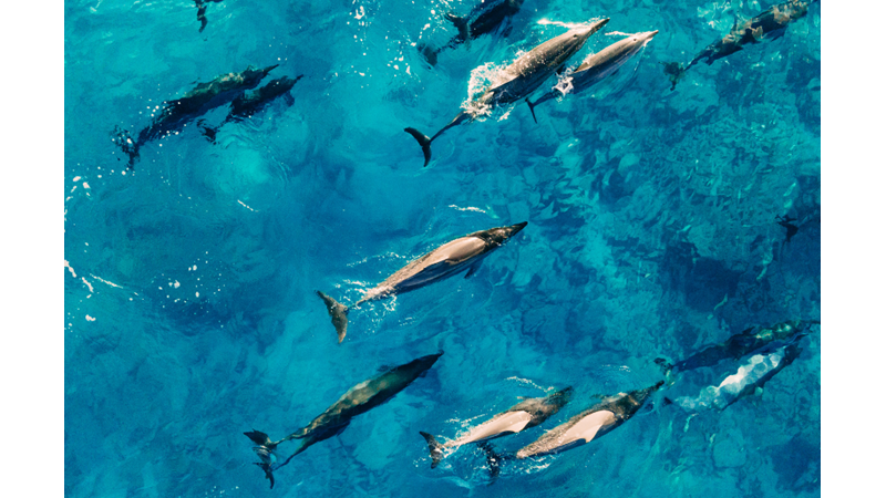 Yunuslar Islık Mı Çalıyor?