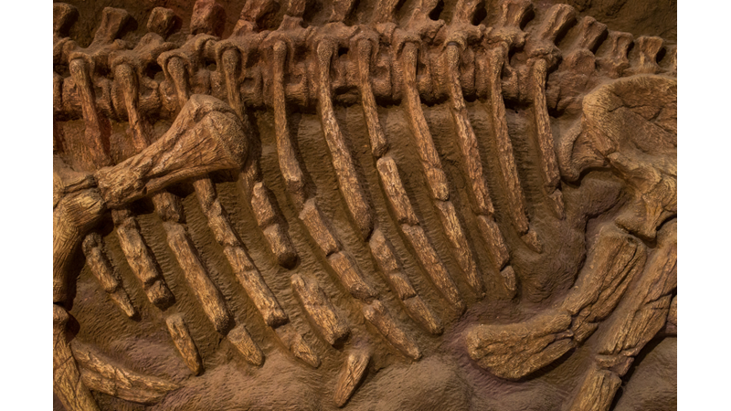 Otuz Altı Milyon Yaşında Bir Canlı