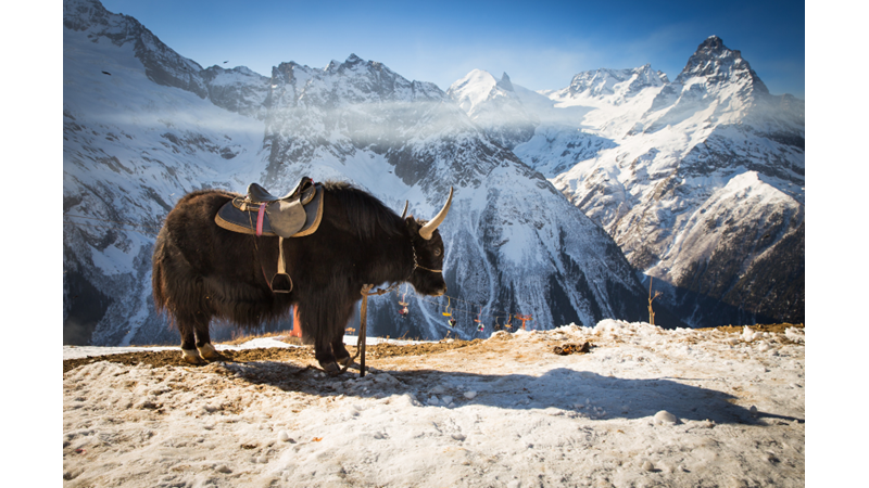 Kıtlık ve Evcilleştirme