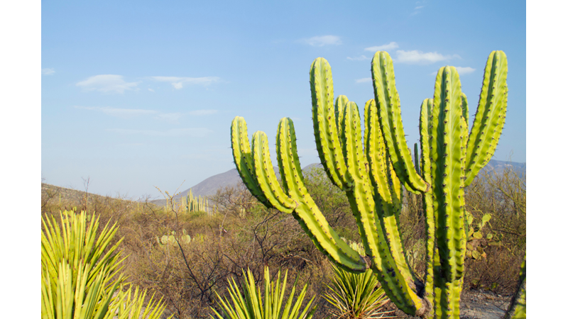 Issız Çöllerin Bekçileri