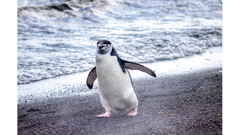 Tarihe Tanıklık Etmiş Bir Fosil