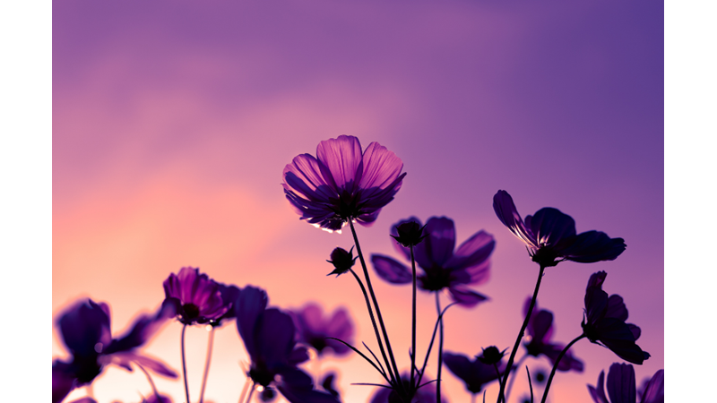 Bitkiler Biterse Ne Olur?