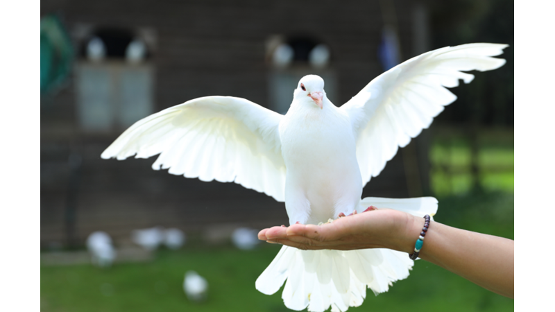 POSTA GÜVERCİNLERİ YARIŞTA