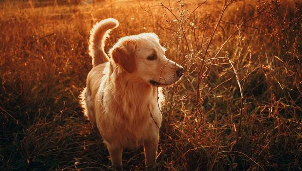 En Arkadaş Canlısı Köpek Cinslerinden: Golden Retriever