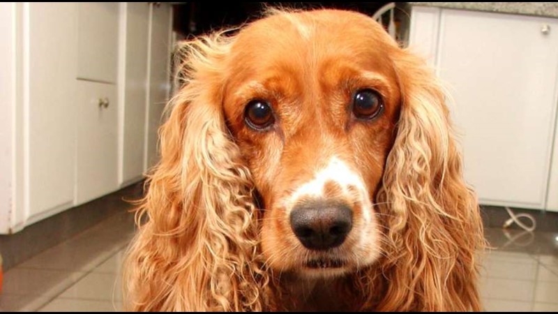 Çok Tatlı Bir Evcil Köpek: American Cocker Spaniel Köpeği