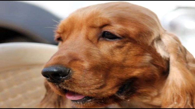 Çok Tatlı Bir Evcil Köpek: American Cocker Spaniel Köpeği