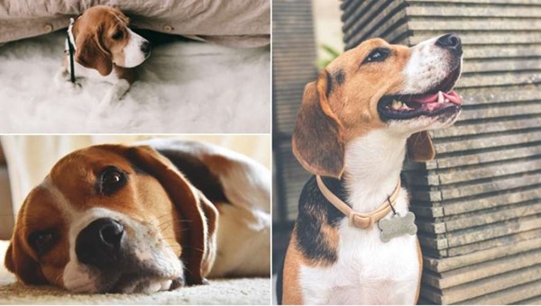 Sarkık Kulaklı Neşe Kaynağı: Beagle Irkı Köpekler