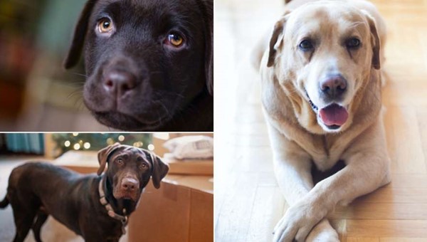 Avcılık Özellikleri Gelişmiş Tatlı mı Tatlı Labrador Retriever Köpekleri