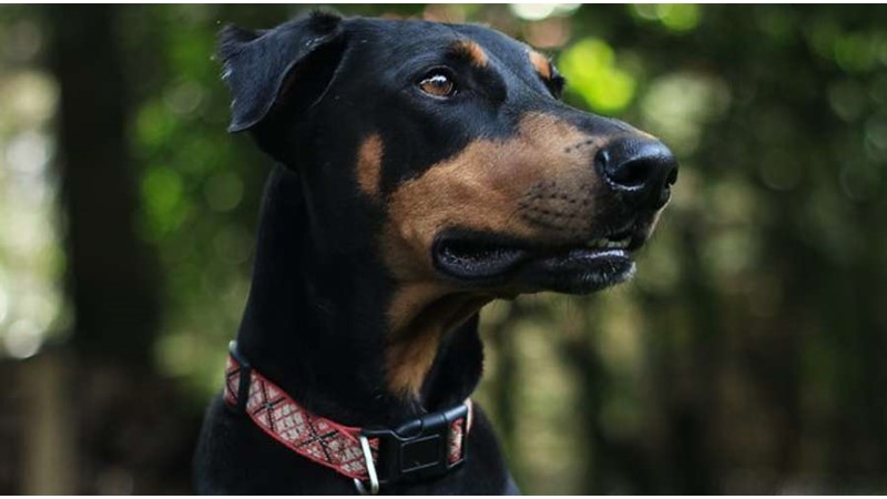 Görünüşüyle Korkutabilen Kalbi Sımsıcak Köpek Irkı: Doberman