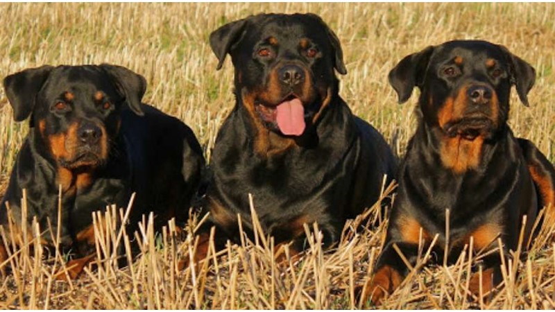 Tatlı Gülüşleri ve Sempatiklikleriyle: Rottweiler Cinsi Köpekler