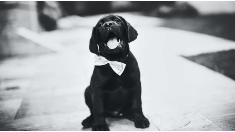 Avcılık Özellikleri Gelişmiş Tatlı mı Tatlı Labrador Retriever Köpekleri