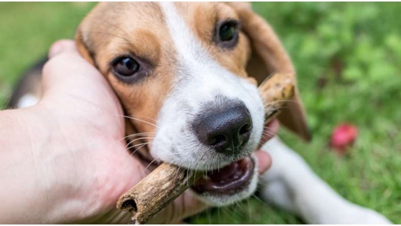 Sarkık Kulaklı Neşe Kaynağı: Beagle Irkı Köpekler