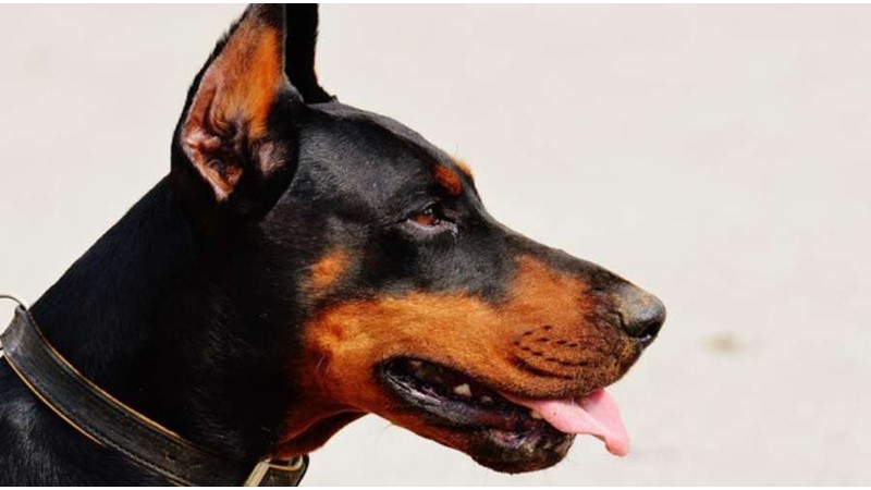 Görünüşüyle Korkutabilen Kalbi Sımsıcak Köpek Irkı: Doberman