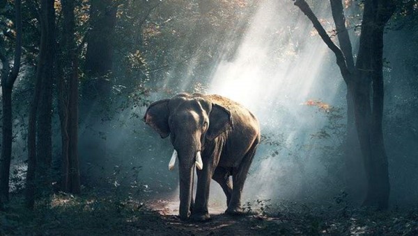 Fillerin Kulakları Neden Büyük?