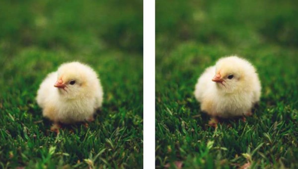 SMALL EVERYTHING IS BEAUTIFUL: BABY ANIMALS