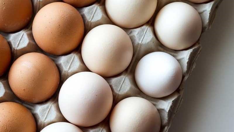 Yumurta Tavuktan Çıkar