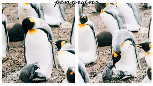 UNKNOWN ABOUT PENGUINS