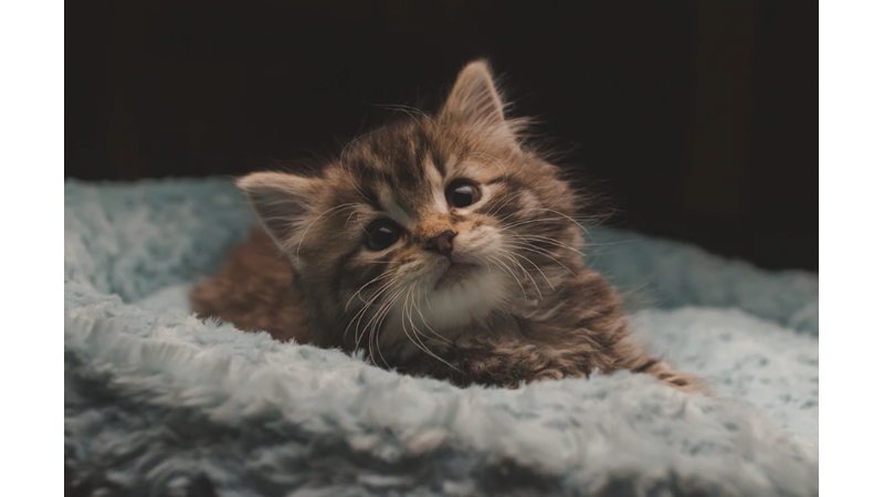 KUDUZ HAKKINDA FARKINDALIĞI ARTIRMAK VE GEREKEN ÖNLEMLERİ ALMAK LAZIM: 28 EYLÜL DÜNYA KUDUZ GÜNÜ - Friendz10