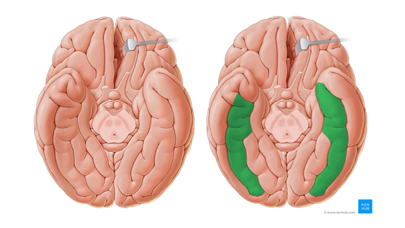YÜZLERİ TANIYAMAMA: PROSOPAGNOZİ